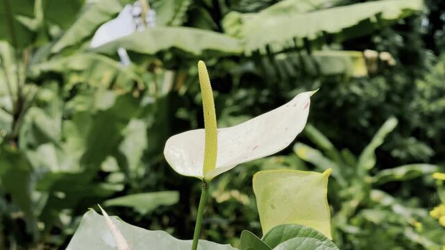 Laceleaf Flower Plant, Anthurium Flower Stock Video