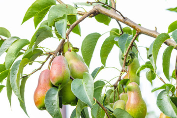 Ripe pears hanging on a tree branch covered with green leaves and fresh water drops. Natural fruit growing in orchard, symbol of harvest, freshness, and organic farming.