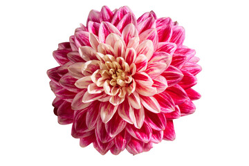 Single pink and cream dahlia flower, isolated PNG, silo
