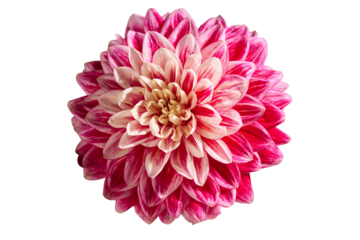 Single pink and cream dahlia flower, isolated PNG, silo
