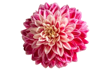 Fototapete Rund Dahlie Single pink and cream dahlia flower, isolated PNG, silo   © Alene Photographs