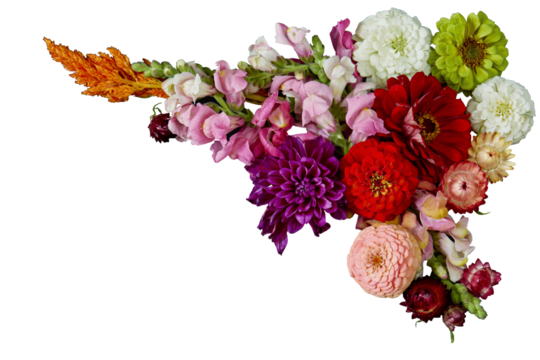 Corner floral arrangement with dahlias, isolated PNG, silo

