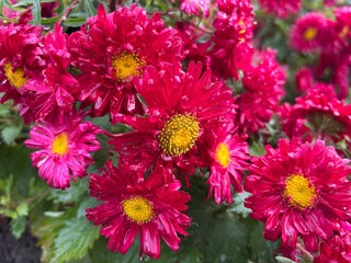 pink chrysanthemum flowers
