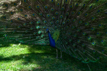 Obraz premium Vibrant peacock displaying its colorful feathers in a lush green garden during sunny day with natural beauty