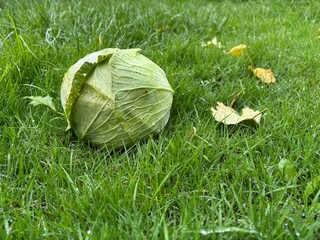 green grass on the grass