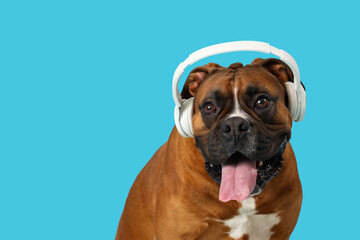 Cute Boxer dog with headphones on blue background, closeup
