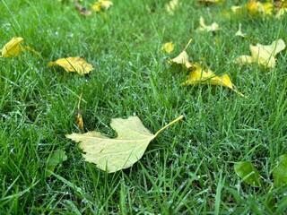 yellow leaf on grass