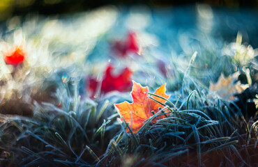 autumn landscape with bright multi-colored maple leaves lying on the grass covered with blue shiny...