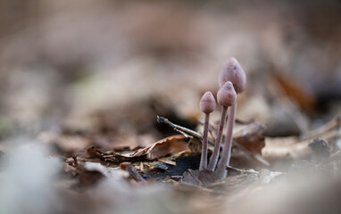 Forest Mushrooms