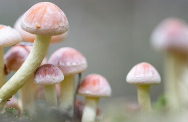 Forest Mushrooms