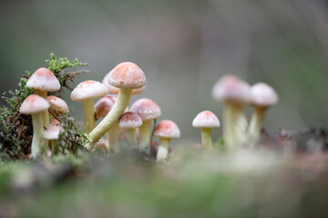 Forest Mushrooms