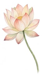 Fototapeta premium A delicate, pastel-colored lotus flower stands gracefully, showcasing its intricate petals and central seed pod against a clean background.