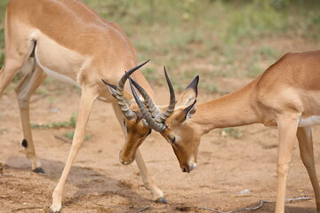 Zwei Impala Böcke beim Revierkampf