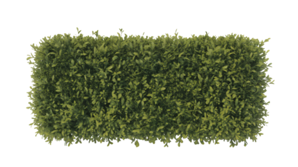 Lush green hedge, a vibrant and natural element for landscape designs, providing privacy and a touch of nature, perfect for gardens and outdoor spaces