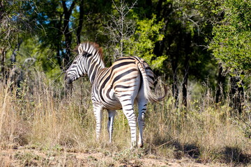 Naklejka premium Steppenzebra