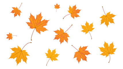 Fototapeta premium Scattered Yellow Orange Maple Leaves Floating – Isolated on Transparent Background
