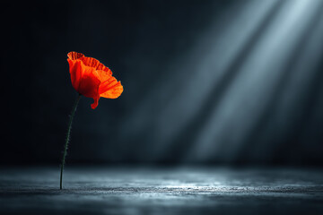 Bright red poppy flower stands alone in soft light against a dark background capturing a moment of beauty and solitude
