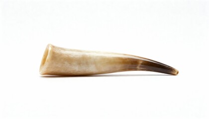 A natural animal horn showcasing its unique texture and gradient tones on a white background