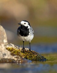 Small bird stands on a mossy rock near a water source, detailed feathers