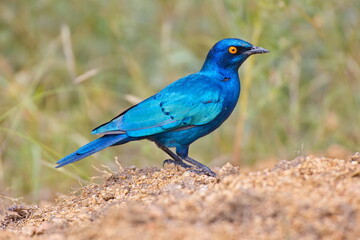 Blauer Glanzstar