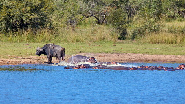 B&uuml;ffel und Flussperde am Wasserloch