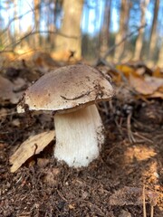 Real photo of white porcini mushroom growing in forest moss surrounded by green grass trees and natural morning light atmosphere