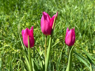 Pink tulips in the grass.
