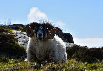 Bleating Blackfaced Sheep on a Hill in the Highlands