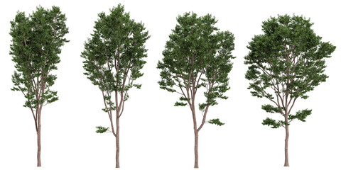 Fototapeta premium Collection of lagerstroemia plants on transparent background