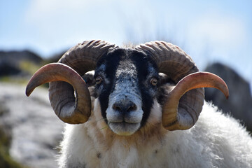 Amazing Capture of a Blackfaced Ram in the Highlands