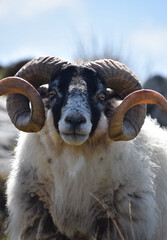 Twisted Curled Horns on a Blackface Sheep