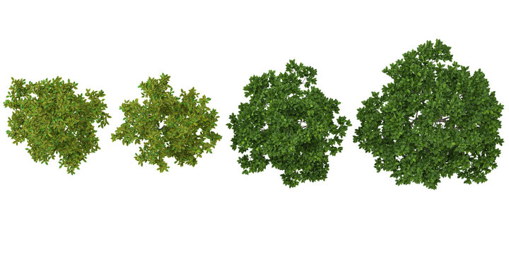 Collection of mangolia plants on transparent background from the top view