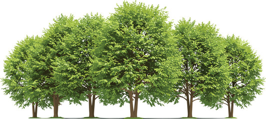 Lush green forest tree line with dense foliage and brown trunks, perfect for nature backgrounds, eco designs, spring themes, landscaping projects, and digital illustration scenes