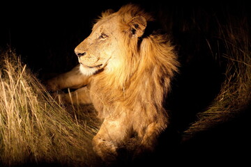 Löwe © Andreas Edelmann