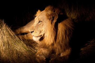 Löwe © Andreas Edelmann