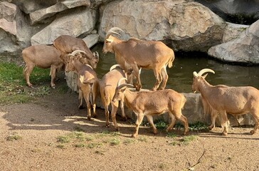 herd of goats