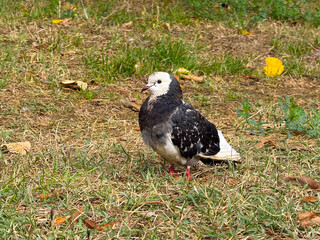 Close-up of pigeon on grass in natural park environment. Concept of coexistence, calmness, and organic connection between wildlife and urban ecology.