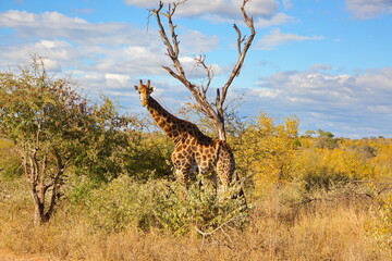 Giraffe © Andreas Edelmann
