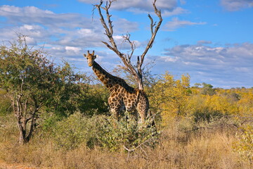 Giraffe © Andreas Edelmann