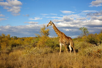 Obraz premium Giraffe