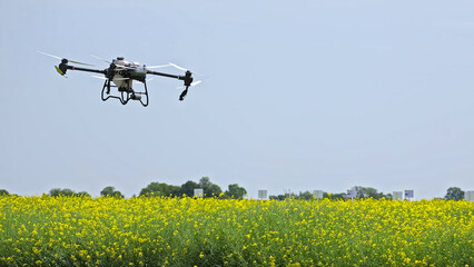 Agricultural drone flying over yellow flower field. Drone used for precision agriculture flying over a blooming yellow mustard or canola field on a clear day. © Iryna