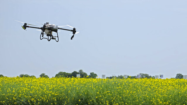 Agricultural drone flying over yellow flower field. Drone used for precision agriculture flying over a blooming yellow mustard or canola field on a clear day.
