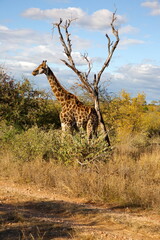 Giraffe © Andreas Edelmann