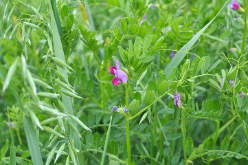 A mixture of vetch and oats is grown for vitamin feed for animals or organic green manure.