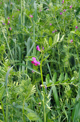 A mixture of vetch and oats is grown for vitamin feed for animals or organic green manure.