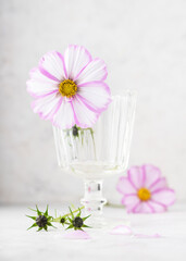 Elegant flower arrangement with a pink and white Mexican aster (Cosmos bipinnatus) in a transparent glass. Fragile petals, yellow core, and gentle pastel tones. Floristic concept.