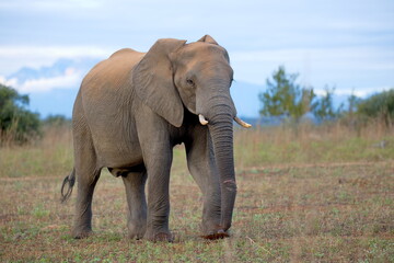 Elefant © Andreas Edelmann