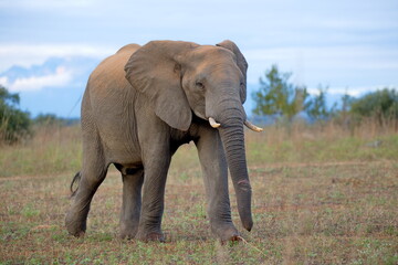 Fototapeta premium Elefant