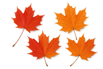 Fototapeta premium Maple leaf collection displaying vibrant autumn colors, isolated on a transparent background, symbolizing fall season