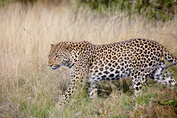 Naklejka premium Leopard